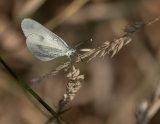 HC-DPI-Wood White