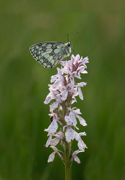 Marbled white on common spotted orchid