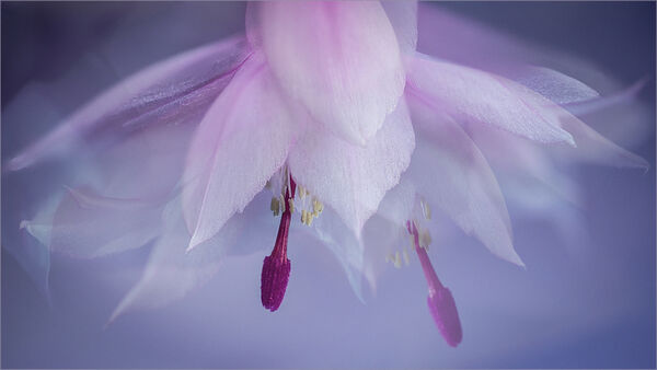Christmas Cactus