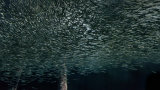 4th Place Round 4 - Sardine Tree
