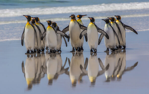King Penguin Beach Party