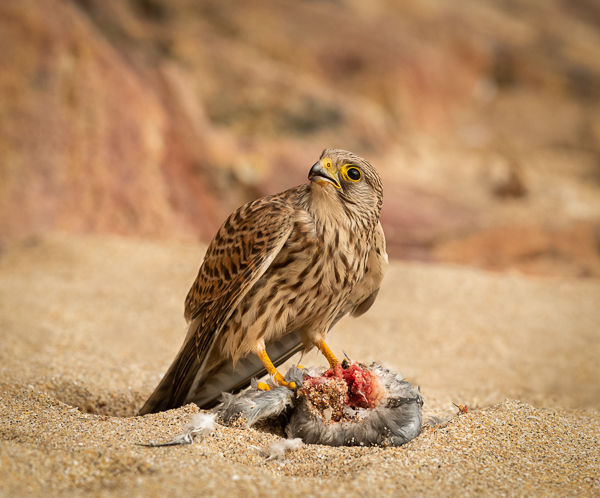 Kestrel at PednVounder-Score 12
