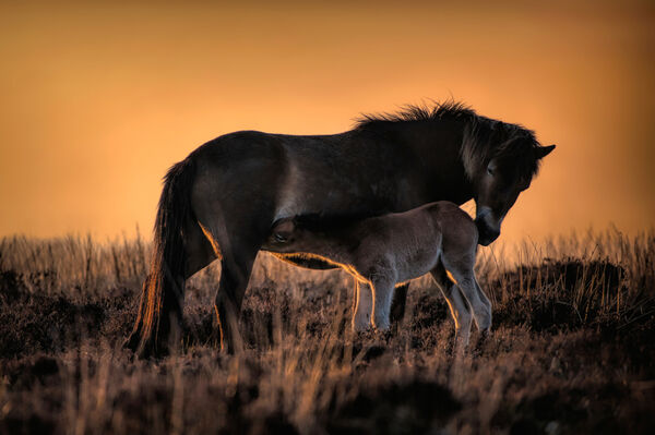 Mother and foal at twilight