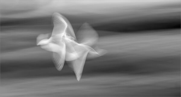 Gulls in flight