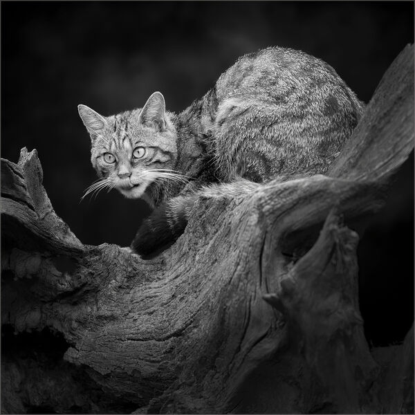 Scottish Wildcat