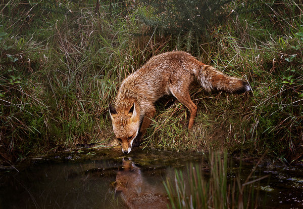 Fox at Water Hole-Score 12
