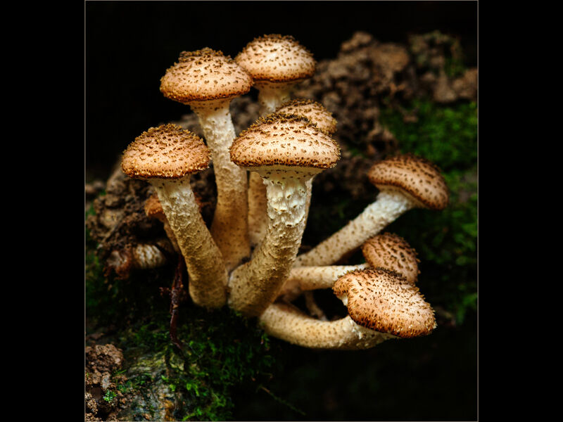 1 Dark Honey fungi or Armillaria ostoyae