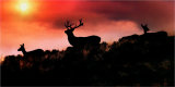 1st Place Round 2 - Exmoor Deer Sunset