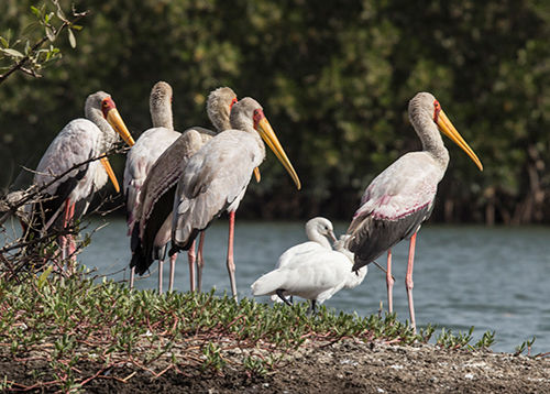 2 Gathering of Storks-The Gambia.
