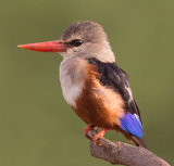 5th Place Round 4 - Grey headed kingfisher