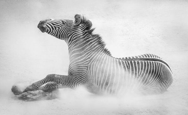 Grevy's Zebra Dust Bathing-Score12