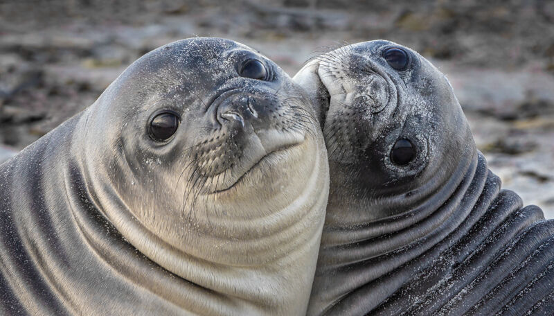 Seal pups together (Score 10)