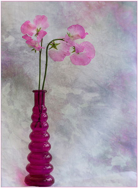 Sweet Peas