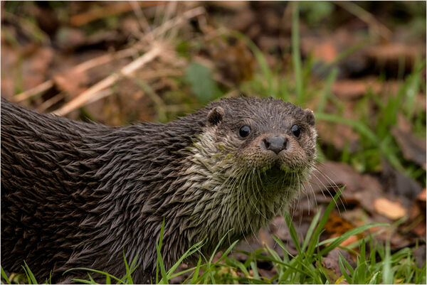 Eurasian Otter