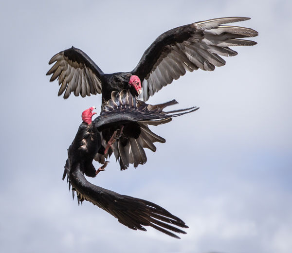 Turkey Vultures In Aerial Combat