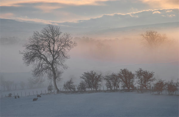 Morning Mist