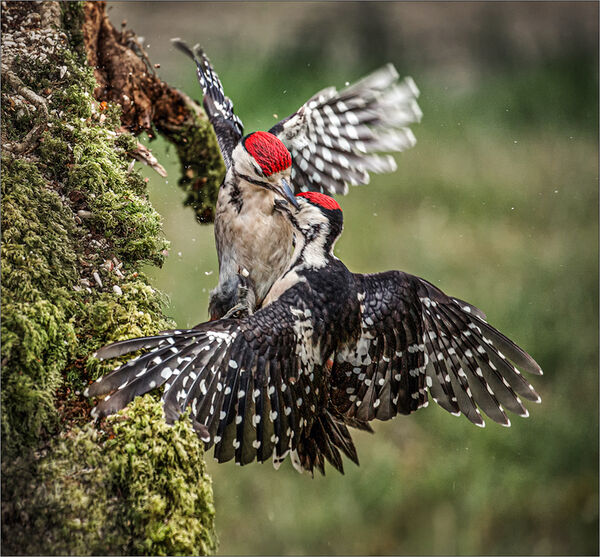 Woodpeckers territorial dispute