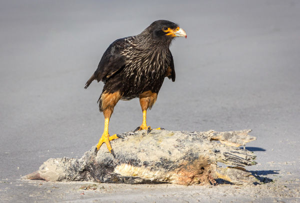 Striated Caracara Scavenging On Gentoo Penguin Carcass