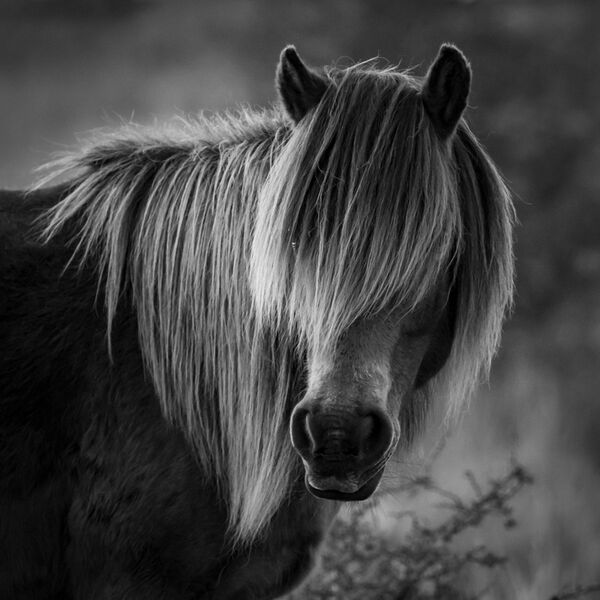 Exmoor Pony