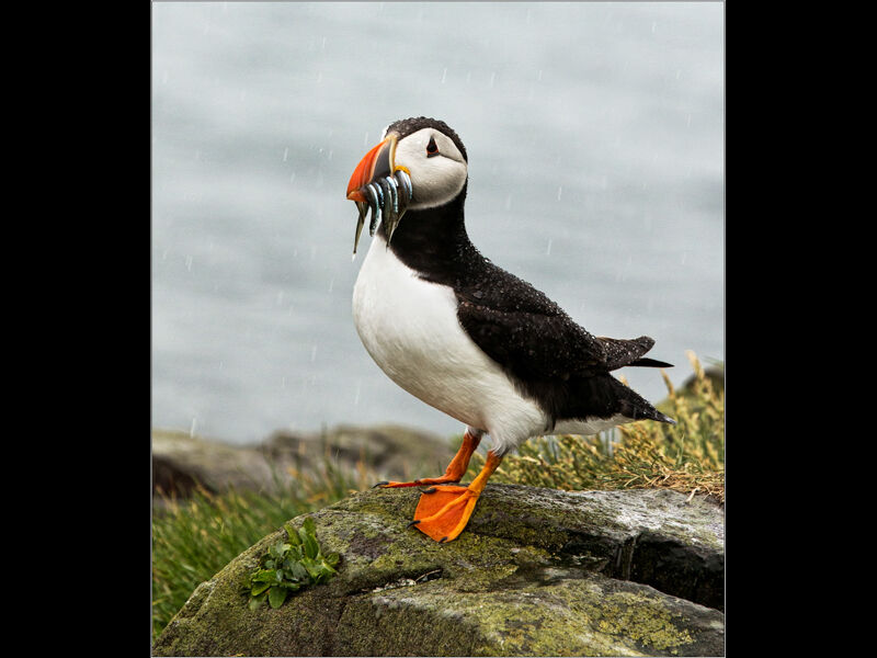 3 Puffin in the rain