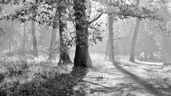 Misty Morning