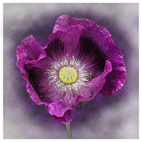 HC= DPI - Poppy