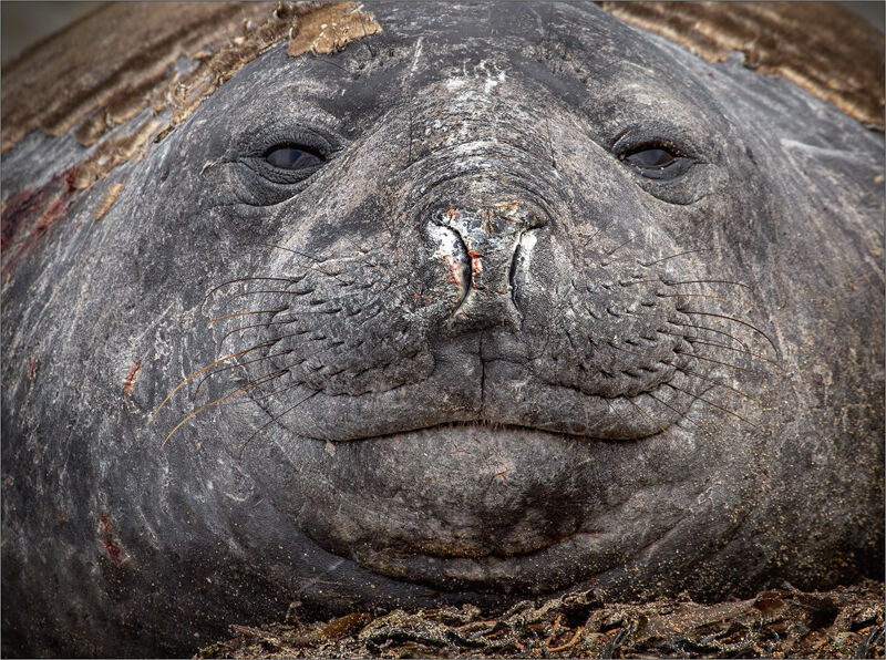 Elephant Seal Bliss