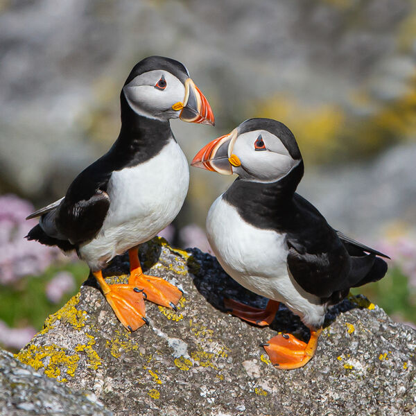 7 Puffin pair
