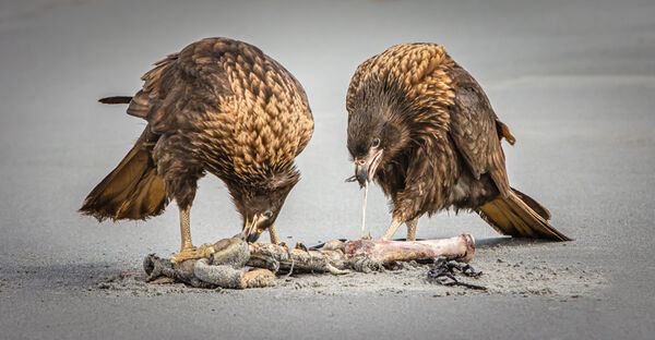 Caracaras scavenging a seal flipper
