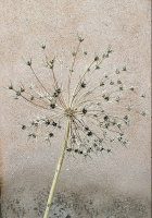 3rd Place Round 1 - Seedhead