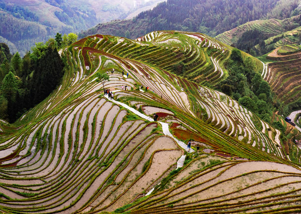 Dragons Backbone Longji