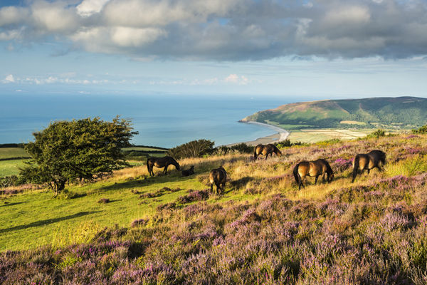 Exmoor ponies