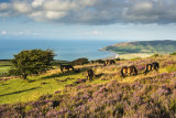 Exmoor ponies