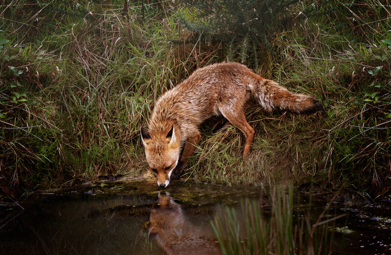 Fox at Water Hole