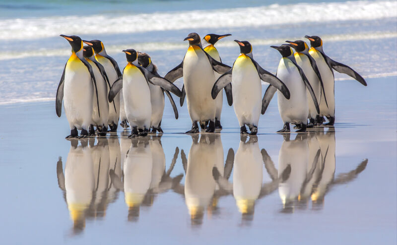 07 King penguins on the beach