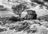 Lonetree at Emsworthy