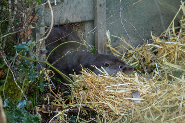Published in the summer issue of the Devon Wildlife Trust magazine, Wild Devon