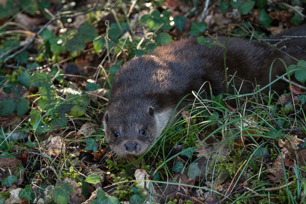 Published in summer issue of the Devon Wildlife Trust magazine, Wild Devon