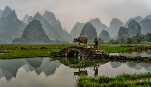 Rice Farmer With Water Buffalo