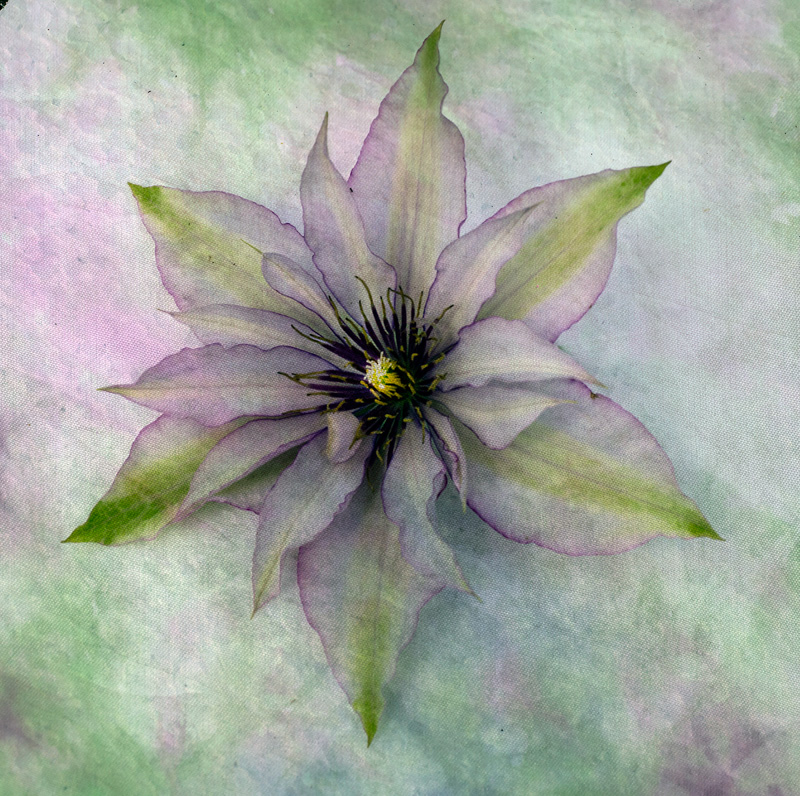 clematis