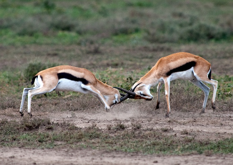 Thompson's gazelle