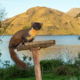 Pine Marten: "Early" watching me watching you