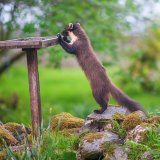Pine Marten: "Early" & what's on the table today?