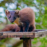 Pine Marten: "Early" on the bird table