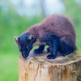 Pine Marten: "Early" in summer moult