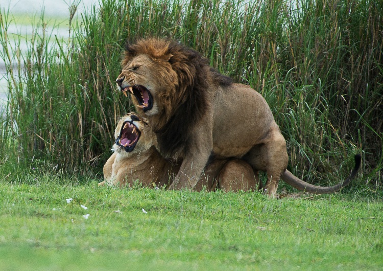 Lions mating