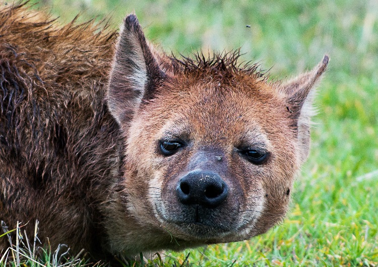 Spotted Hyena