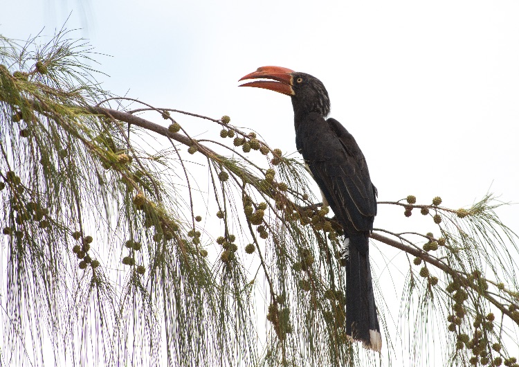 Crowned Hornbill