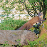 Pine Marten: "Early" in the afternoon