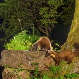 Pine Martens - alpha male ("Late") in foreground with 1-year old son ("Early")